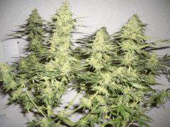 AFGHANNE KUSH CRO+45, FLO+60 CUT