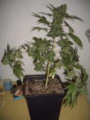 CRITICAL KUSH FLO+81