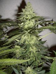 AFGHANNE KUSH CRO+45, FLO+50