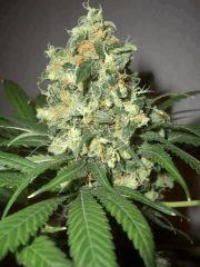 CRITICAL KUSH FLO+81