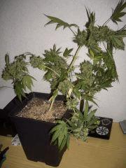 CRITICAL KUSH  FLO+87  CUT