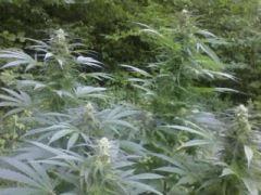 Easy sativa
