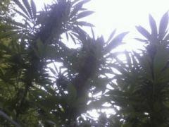 Easy sativa
