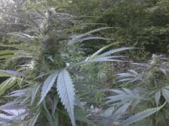 Easy sativa