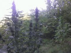 Easy sativa