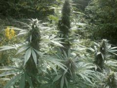 Easy sativa
