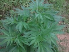 Easy sativa 3 sans apex aucun palissage