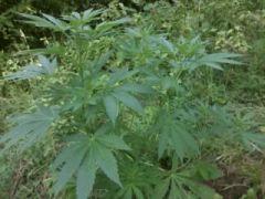 Easy sativa 1 palissée