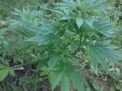 Easy sativa 2 Peu exposé palissée