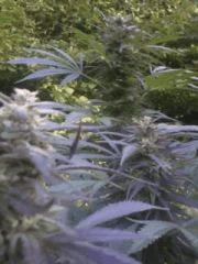 Easy sativa