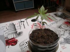le 03/07/2013 [ cro+13 ]