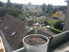 le 18/07/2013 [ cro+28 , flo+7 ]