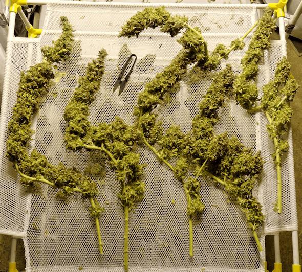 Blue Hash Dinafem