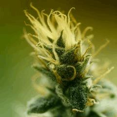 BlueHash F57