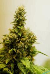 BlueHash F66