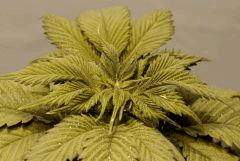 BlueHash