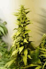BlueHash F54
