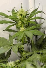 BlueHash F16