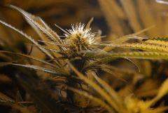 BlueHash F16