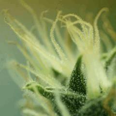 BlueHash F57