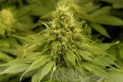 BlueHash F45