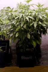 BlueHash C44