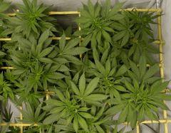 Blue Hash F7