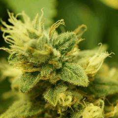 BlueHash F54