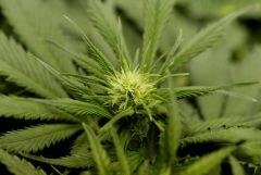 BlueHash F13