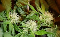 BlueHash F16