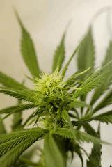 BlueHash F13