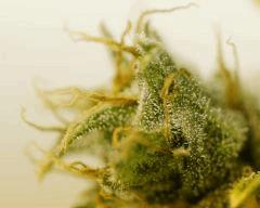 BlueHash F66
