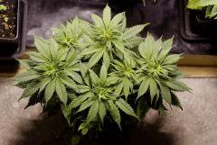 BlueHash C44