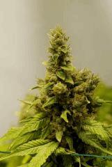 BlueHash F70