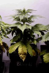 BlueHash C28