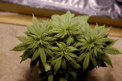 BlueHash C38