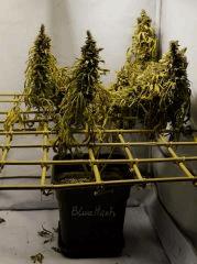 BlueHash F76