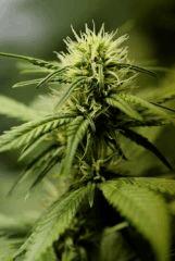 BlueHash f20