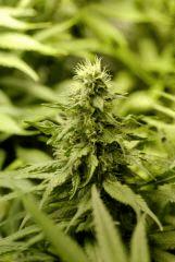 BlueHash f35