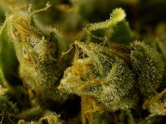 BlueHash F66