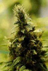 BlueHash F66
