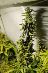 BlueHash F66