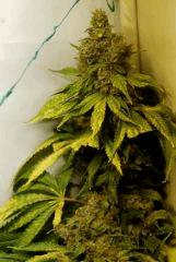 BlueHash F66