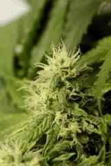 BlueHash f35