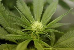 BlueHash F13