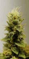 BlueHash F62