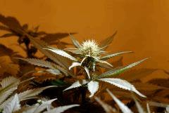 BlueHash F16