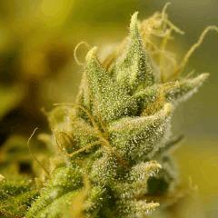 BlueHash F73