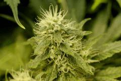 BlueHash F35