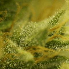 BlueHash F57